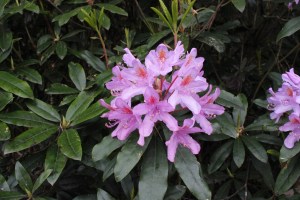 Pontische rododendron2